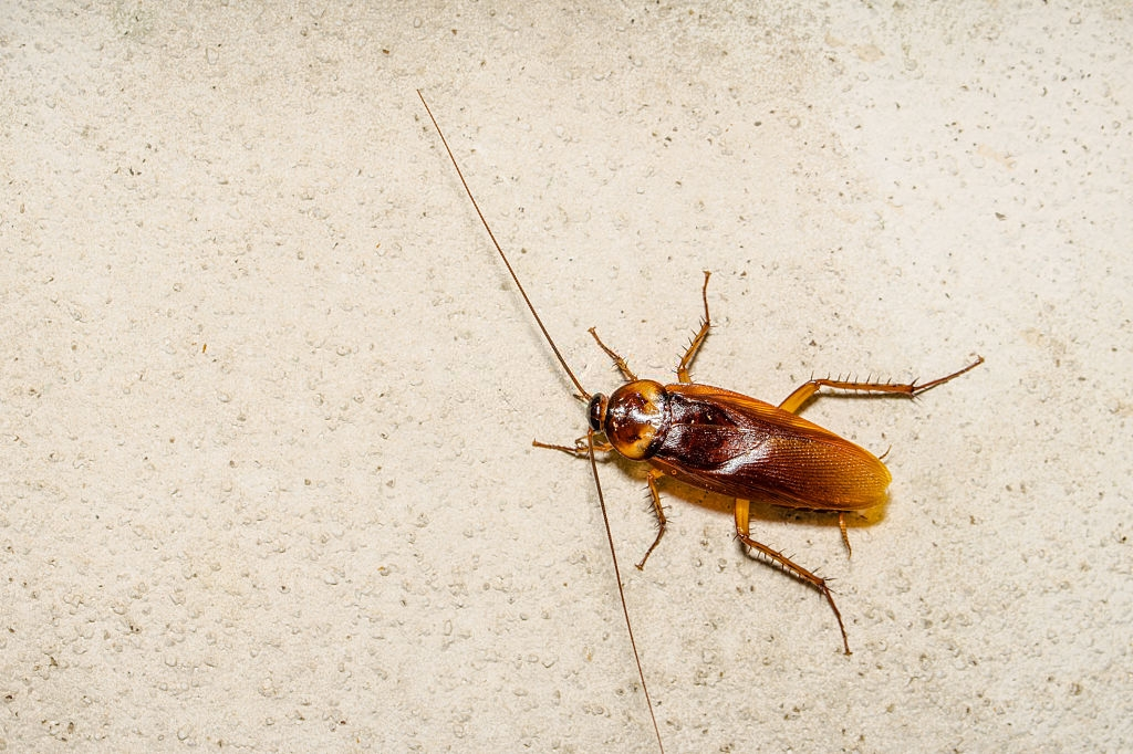 Cockroach Control, Pest Control in Sydenham, SE26. Call Now 020 8166 9746
