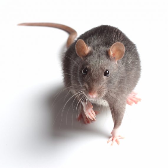 Rats, Pest Control in Sydenham, SE26. Call Now! 020 8166 9746