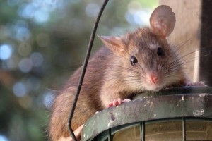 Rat Infestation, Pest Control in Sydenham, SE26. Call Now 020 8166 9746