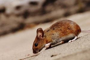 Mouse extermination, Pest Control in Sydenham, SE26. Call Now 020 8166 9746