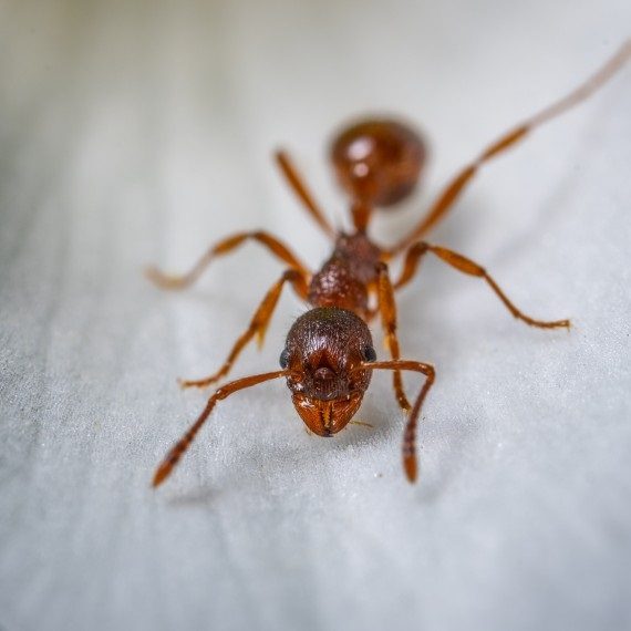 Field Ants, Pest Control in Sydenham, SE26. Call Now! 020 8166 9746
