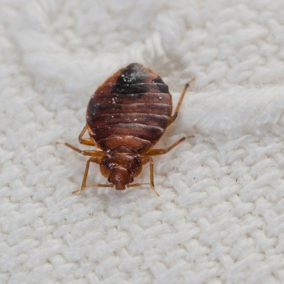 Bed Bugs, Pest Control in Sydenham, SE26. Call Now! 020 8166 9746