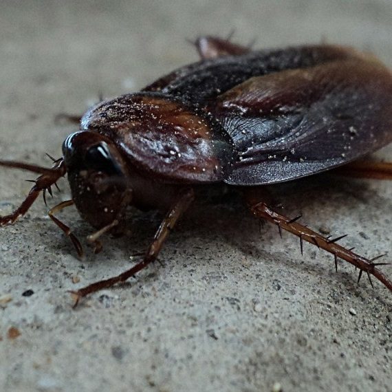Cockroaches, Pest Control in Sydenham, SE26. Call Now! 020 8166 9746