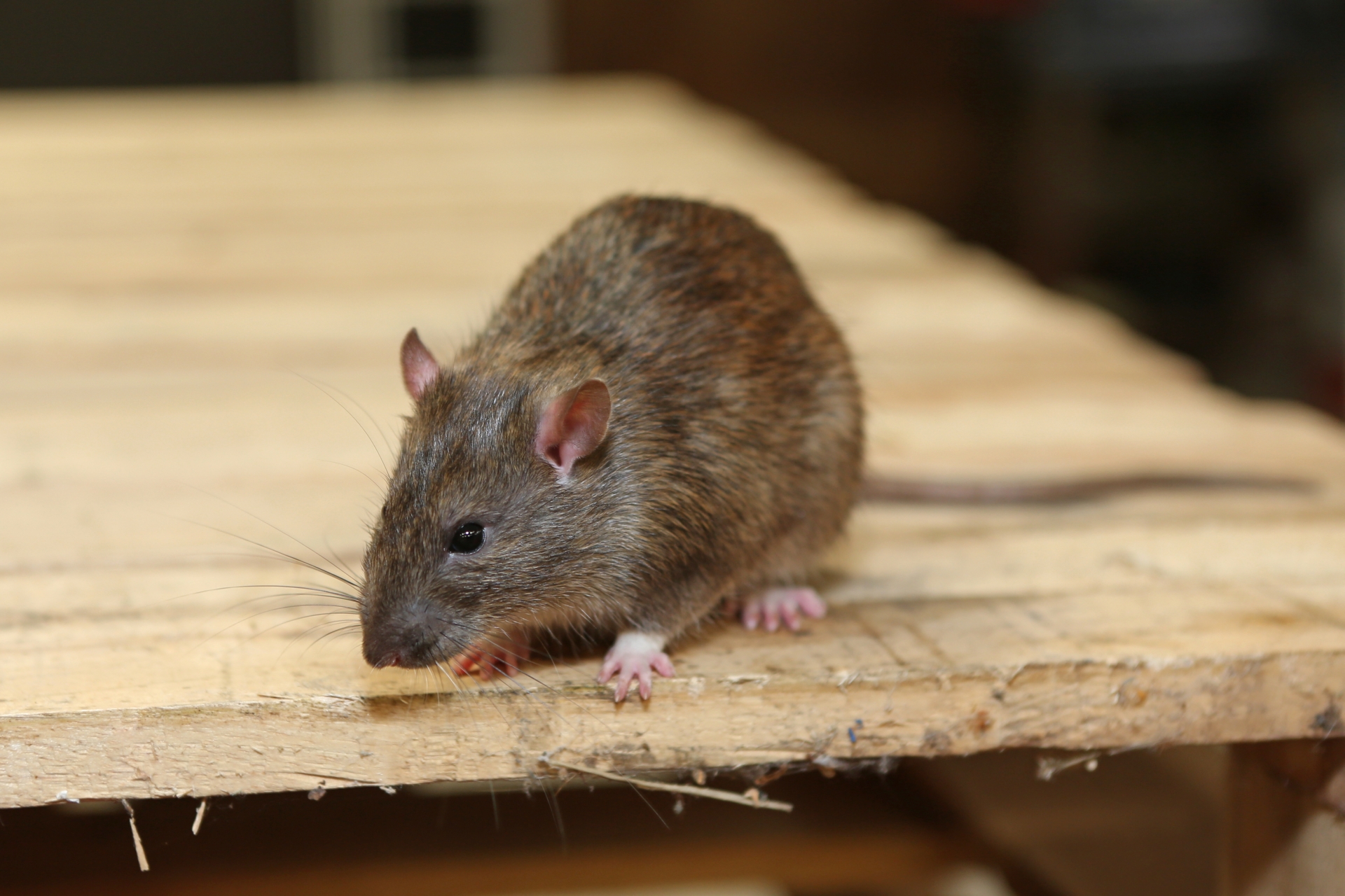 Rat Infestation, Pest Control in Sydenham, SE26. Call Now 020 8166 9746