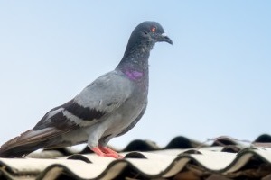 Pigeon Pest, Pest Control in Sydenham, SE26. Call Now 020 8166 9746