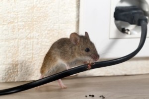 Mice Control, Pest Control in Sydenham, SE26. Call Now 020 8166 9746