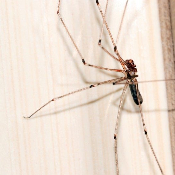 Spiders, Pest Control in Sydenham, SE26. Call Now! 020 8166 9746