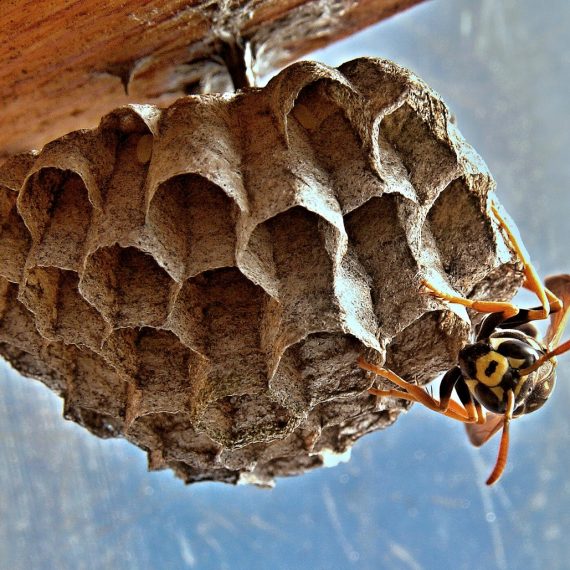 Wasps Nest, Pest Control in Sydenham, SE26. Call Now! 020 8166 9746